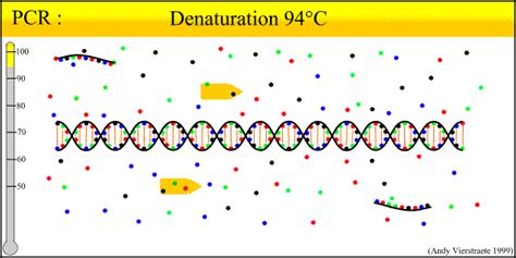 qPCR Animations and Movies