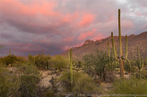 Sonoran Desert | Tucson, Arizona. | Photos by Ron Niebrugge