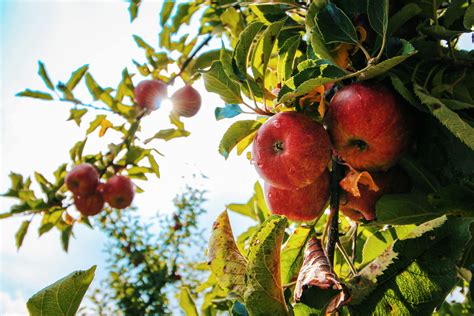 Manzanas Rojas En El árbol · Foto de stock gratuita