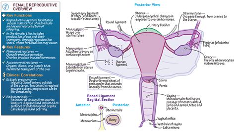 Female Reproductive System Anatomy