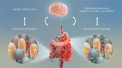 How Gut Bacteria Impact Human Emotions - Scientific Animations