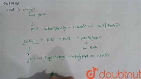 What is cistron?