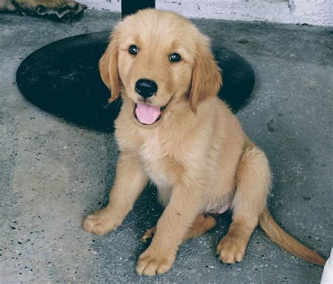 Golden Retriever Puppies For Sale | Collier County, FL #277039