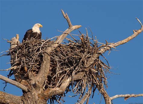 Bald Eagle Nest