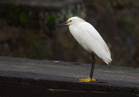 Snowy Egret by Kris De Rouck - BirdGuides