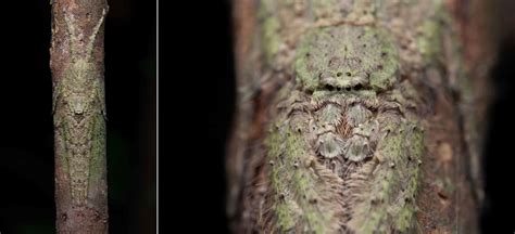 (Left) The colours and textures of the lichen huntsman blend seamlessly ...