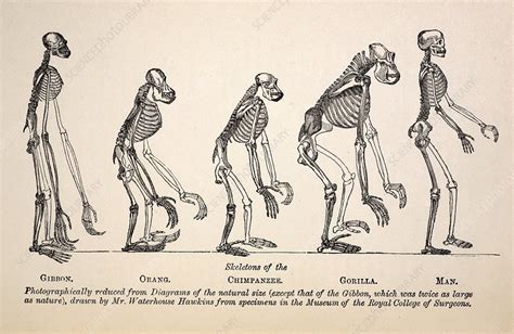 1863 Huxley from Ape to Man evolution - Stock Image - C008/9498 ...