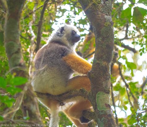 Lemurs of Madagascar | Diademed Sifaka | AQUA-FIRMA wildlife guides ...