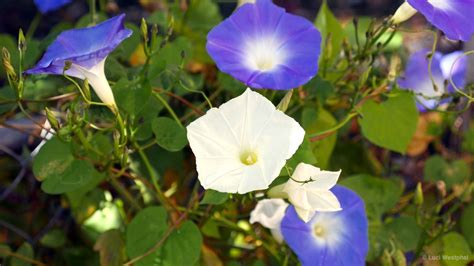 Moonflower Time-Lapse – In A Colorado Minute (Week 340) - Luci Westphal