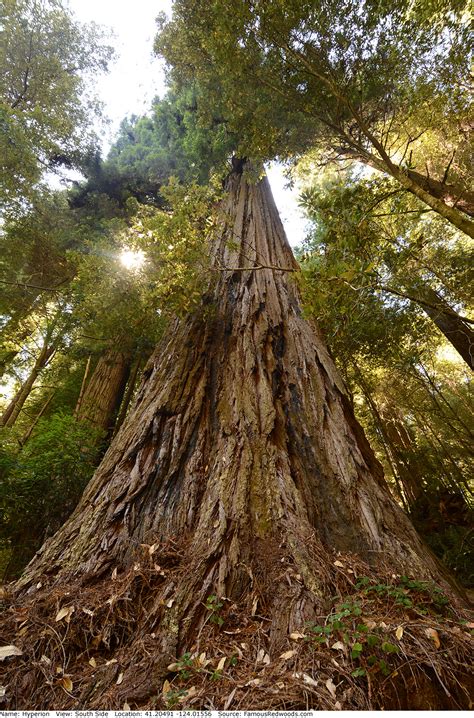 Hyperion Tree - Famous Redwoods