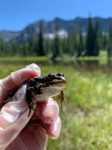 Frogs across the U.S. may be dying of mercury poisoning