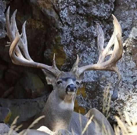 Buck with a magnificent rack of antlers. | Deer hunting, Whitetail deer ...