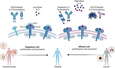 A systematic review of interleukin-2-based immunotherapies in clinical ...