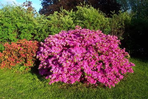 Azalea Bushes. How to Grow an Azalea Flower Bush.