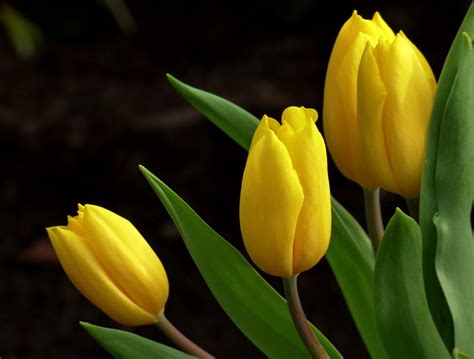 Three yellow tulips HD wallpaper | Wallpaper Flare