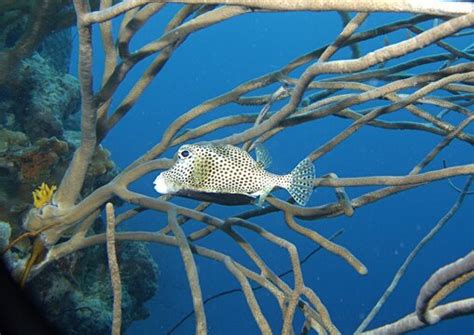 「Trunkfish」の画像 - 2,283 件の Stock 写真、ベクターおよびビデオ | Adobe Stock