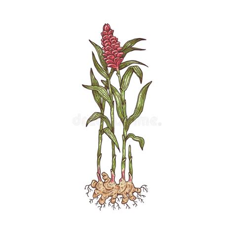 Ginger Plant Botanical Drawing with Pink Flower, Leaves and Roots Stock ...