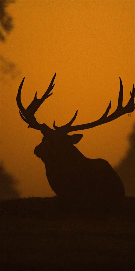 Deer, sunset, outdoor, silhouette, 1080x2160 wallpaper Hd Backgrounds ...