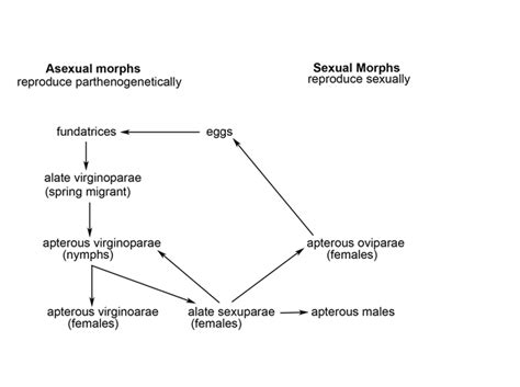 Life cycle of the woolly apple aphid | Download Scientific Diagram