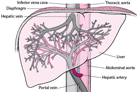 Sinusoidal Obstruction Syndrome of the Liver - Liver and Gallbladder ...