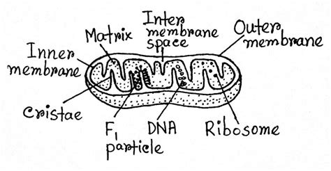 Mitochondria: Definition, Structure, Functions