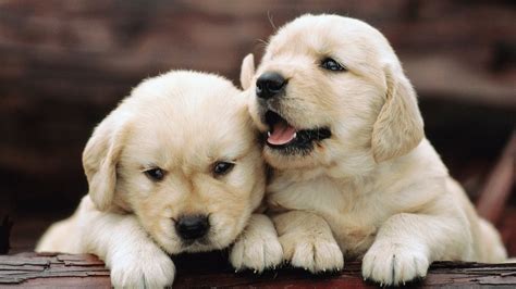 Golden Retriever Puppies - Free Nature Pictures