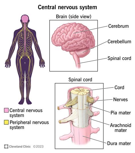 Central Nervous System - Biology Simple