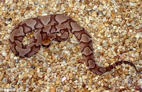 How to identify a COPPERHEAD | Outdoor Basecamp