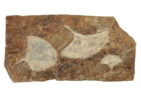 Three Fossil Ginkgo Leaves From North Dakota - Paleocene (#188837) For ...