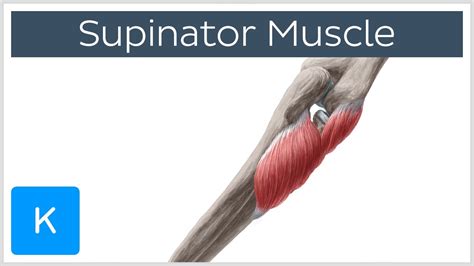 Supinator And Pronator Muscles