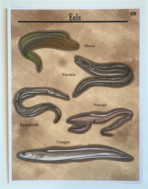 Types of Eels Print | Etsy