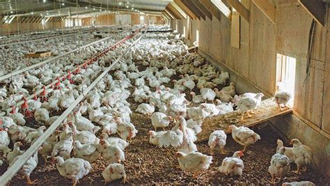 Poultry Farming Definition - Farm House