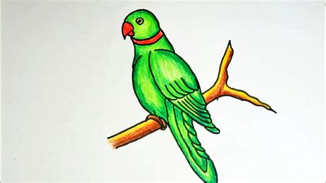 Incredible Compilation of 999+ Parrot Drawing Images - Stunning ...