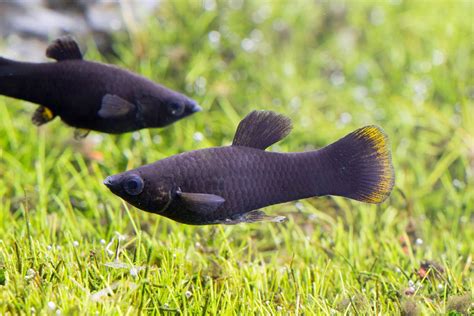 Black molly (Poecilia sphenops) | Tetra Advanced Fishkeeper Blog