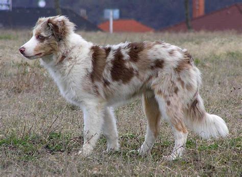 The Border Collie - Blue Spirit's Border Collies