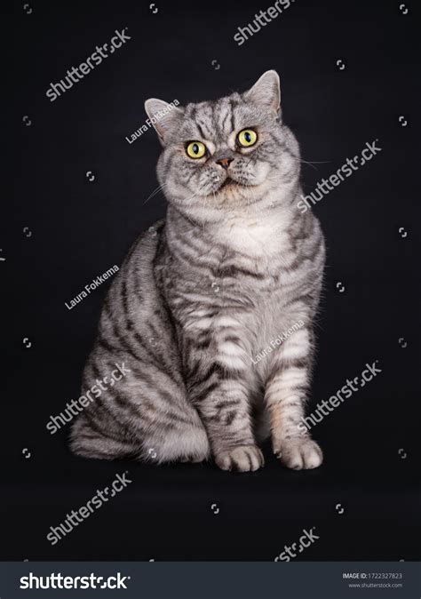 Silver Tabby British Shorthair Tomcat Green Stock Photo 1722327823 ...