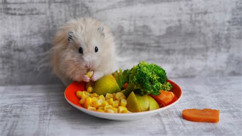 What Do Hamsters Eat? - We're All About Pets