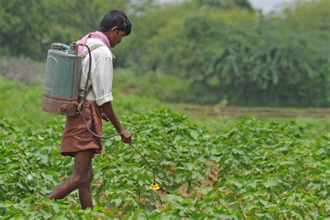 Long-term analysis shows GM cotton no match for insects in India - The ...