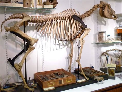 Quagga Skeleton | UCL CULTURE - UCL – University College London