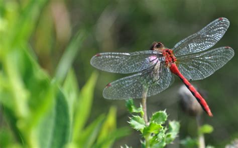 Dragonfly Wallpapers HD Free Download