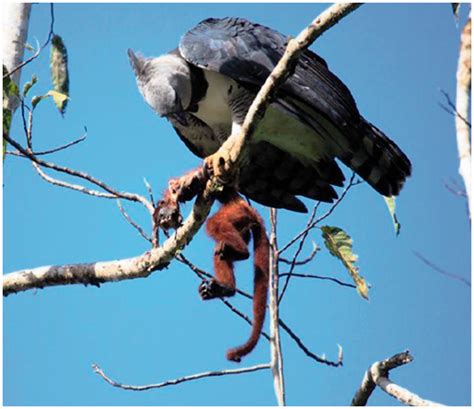 Prey Composition of Harpy Eagles (Harpia harpyja) in Raleighvallen ...