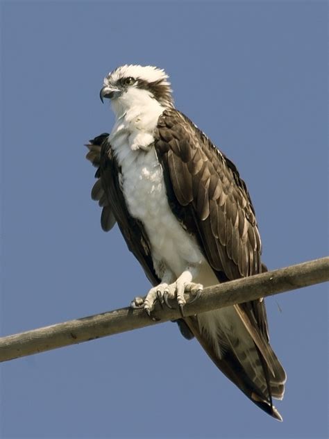 File:Osprey mg 9605.jpg - Wikipedia