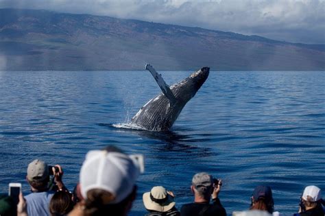 Tripadvisor | Whale Watching from Lahaina Harbor provided by PacWhale ...