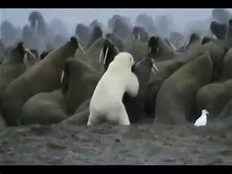 Polar Bear Fatally Injured By Walrus Who Is More Than Up For The Fight ...