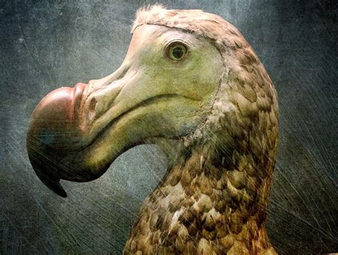 Dodo Facts - CRITTERFACTS