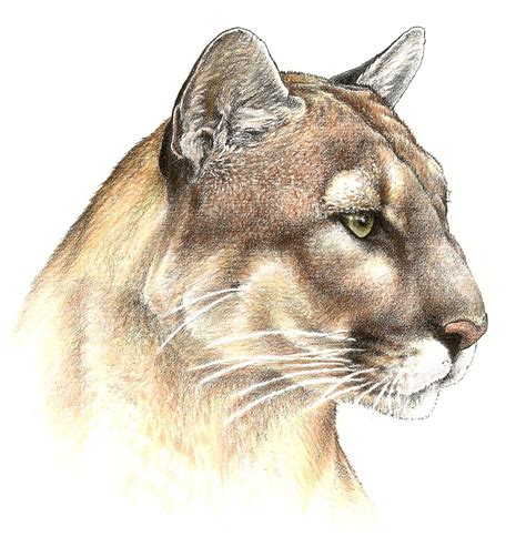 Panther Pencil Drawing at GetDrawings | Free download