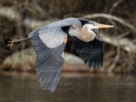 Great blue heron fun facts, bird height, habitat & migration