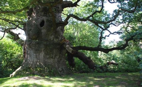 Tree reasons why ancient oaks survived the felling of ancient forests ...