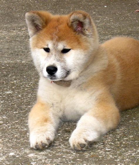 Japanese Akita Inu Info, Temperament, Puppies, Pictures