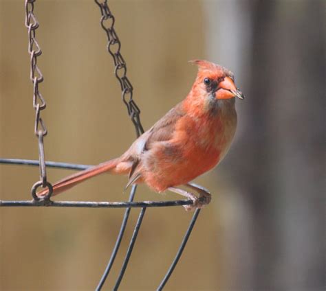 Chimera cardinal - FeederWatch